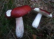 Zedernholztäubling, Foto 6