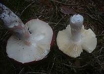 Zedernholztäubling, Foto 8