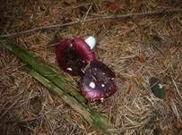 Zedernholztäubling, Foto 9