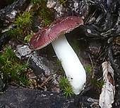 Zedernholztäubling, Foto 11