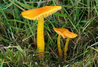 Zerbrechlicher Saftling, Foto 2