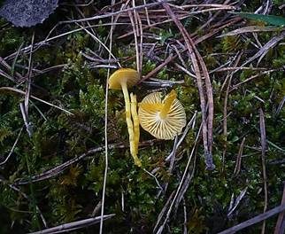 Zerbrechlicher Saftling, Foto 3