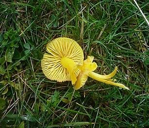 Zerbrechlicher Saftling, Foto 4