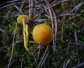 Zerbrechlicher Saftling, Foto 5
