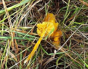 Zerbrechlicher Saftling, Foto 6
