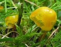 Zerbrechlicher Saftling, Foto 9