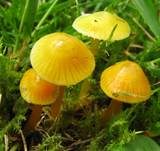 Zerbrechlicher Saftling, Foto 10