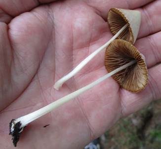 Zerbrechliches Samthäubchen, Foto 3