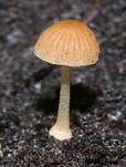 Zerbrechliches Samthäubchen, Foto 12