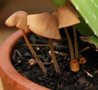 Zerbrechliches Samthäubchen, Foto 5