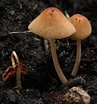 Zerbrechliches Samthäubchen, Foto 6