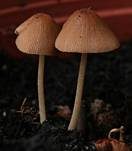 Zerbrechliches Samthäubchen, Foto 7