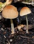 Zerbrechliches Samthäubchen, Foto 8