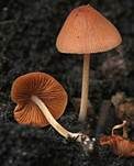Zerbrechliches Samthäubchen, Foto 10