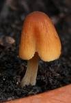 Zerbrechliches Samthäubchen, Foto 11