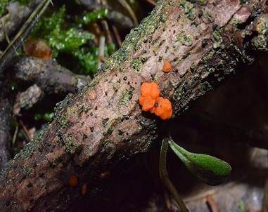 Zerfließende Gallertträne, Foto 3