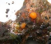 Zerfließende Gallertträne, Foto 14