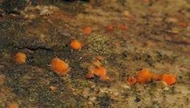 Zerfließende Gallertträne, Foto 31