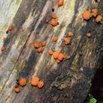 Zerfließende Gallertträne, Foto 41