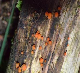 Zerfließende Gallertträne, Foto 6