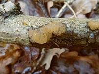 Zerfließende Gallertträne, Foto 42