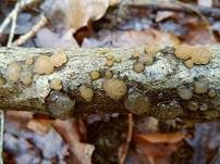 Zerfließende Gallertträne, Foto 43