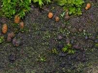 Zerfließende Gallertträne, Foto 47