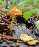 Ziegelbrauner Saftling, Foto 6