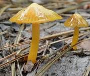 Ziegelbrauner Saftling, Foto 7