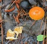 Ziegelbrauner Saftling, Foto 8