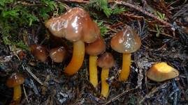 Ziegelbrauner Saftling, Foto 10