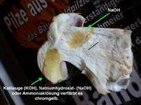 Ziegelgelber Schleimkopf, Foto 12