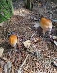 Ziegelgelber Schleimkopf, Foto 20