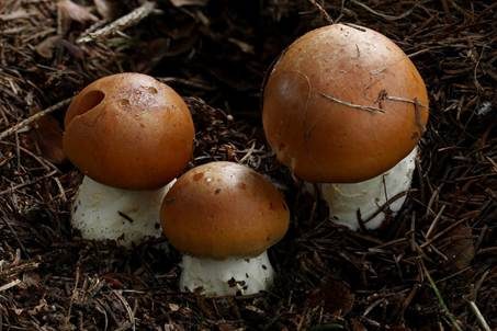 Ziegelgelber Schleimkopf, Foto 4
