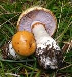 Ziegelgelber Schleimkopf, Foto 26