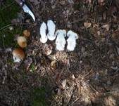 Ziegelgelber Schleimkopf, Foto 27