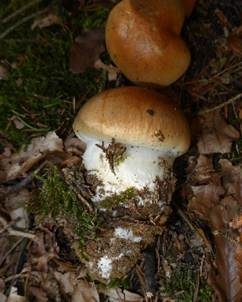 Ziegelgelber Schleimkopf, Foto 5