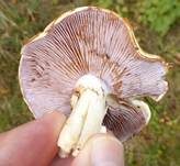 Ziegelgelber Schleimkopf, Foto 33