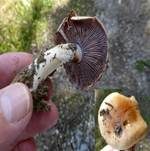 Ziegelgelber Schleimkopf, Foto 36