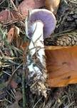 Ziegelgelber Schleimkopf, Foto 37