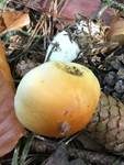 Ziegelgelber Schleimkopf, Foto 38