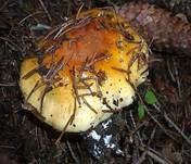 Ziegelgelber Schleimkopf, Foto 39