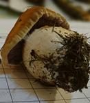Ziegelgelber Schleimkopf, Foto 40