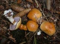 Ziegelgelber Schleimkopf, Foto 6