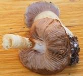 Ziegelgelber Schleimkopf, Foto 44
