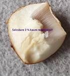 Ziegelgelber Schleimkopf, Foto 54