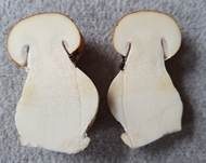 Ziegelgelber Schleimkopf, Foto 55