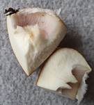 Ziegelgelber Schleimkopf, Foto 56