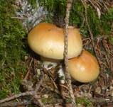Ziegelgelber Schleimkopf, Foto 8