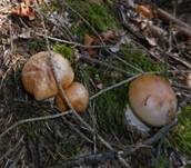 Ziegelgelber Schleimkopf, Foto 9